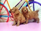 Toy Poodle Yavrusu