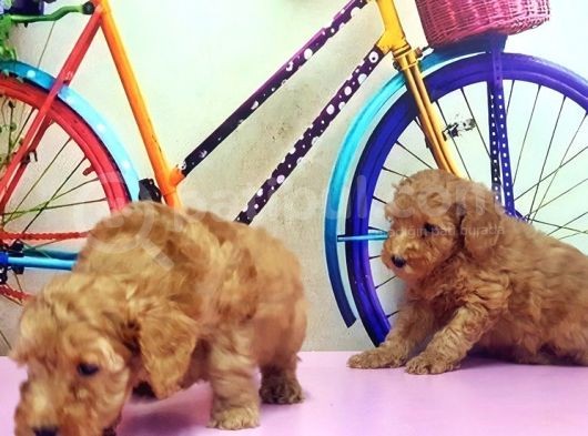 Toy Poodle Yavrusu görsel