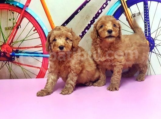Toy Poodle Yavrusu görsel
