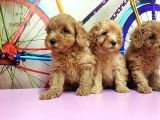 Toy Poodle Yavrusu