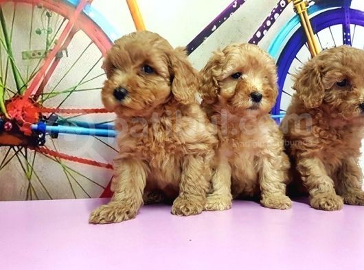 Toy Poodle Yavrusu görsel
