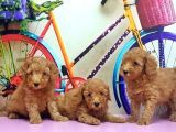 Toy Poodle Yavrusu