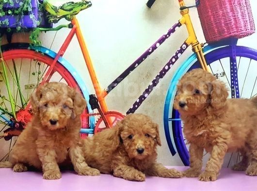 Toy Poodle Yavrusu görsel