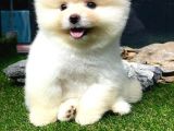 Ayi Surat Erkek Pomerani̇an