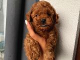 Karamelll.toypoodle ‘In Bebişleri
