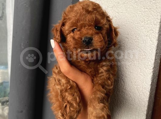 Karamelll.toypoodle ‘In Bebişleri görsel