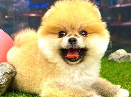 Orange Güzelli̇k Di̇şi̇ Pomerani̇an görsel