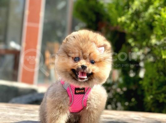 Safkan Pomeranian Boo Yavrularımız görsel