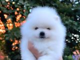Teddy Bear Pomeranian Boo