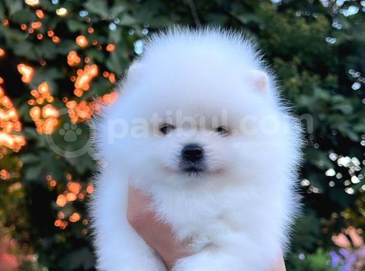 Teddy Bear Pomeranian Boo