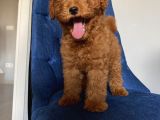 Teacup,Toy,Minyatür Seçenekli Poodle Yavrularımız
