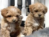 Malti̇poo Tüy Dökmez Kırmızı Şampanya Orjinal Safkan
