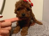 Sağlık Ve Irk Garantili Poodle Yavrularımız