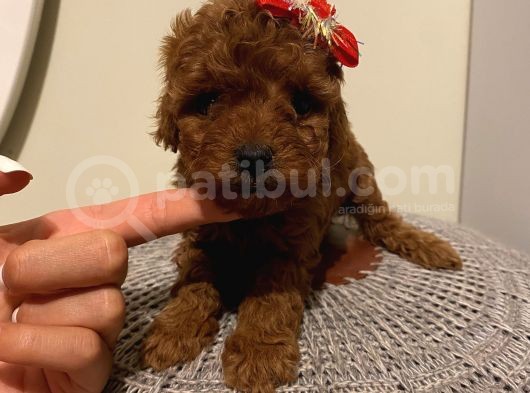 Sağlık Ve Irk Garantili Poodle Yavrularımız görsel