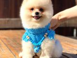 Kusursuz Karbeyaz Pomeranian Boo
