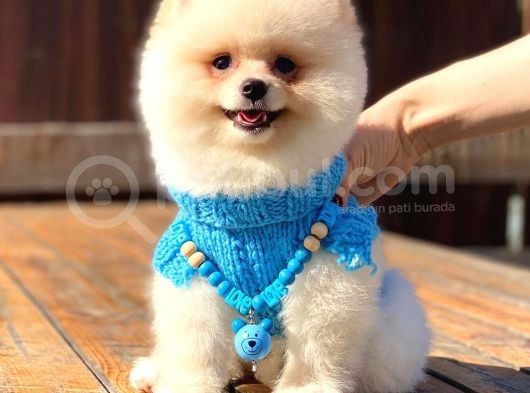 Kusursuz Karbeyaz Pomeranian Boo görsel