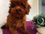Aşılı Pasaportlu Toypoodle Bebekler