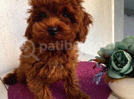 Aşılı Pasaportlu Toypoodle Bebekler görsel
