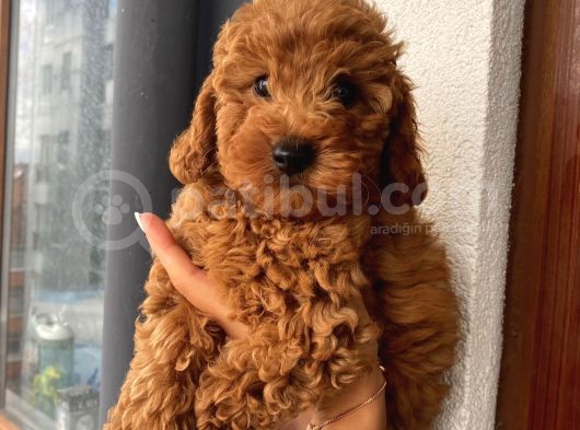 Kıvır Kıvır Tüylü Toypoodle Bebişlerimiz görsel