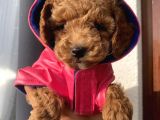 SafKan ToyPoodle Bebeklerimiz