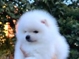 Teddy Bear Pomeranian Boo