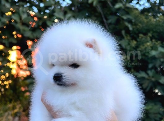 Teddy Bear Pomeranian Boo görsel