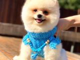 Kusursuz Karbeyaz Pomeranian Boo