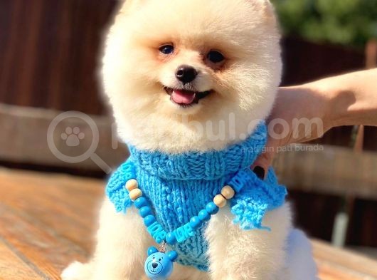 Kusursuz Karbeyaz Pomeranian Boo