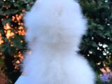 Teddy Bear Pomeranian Boo