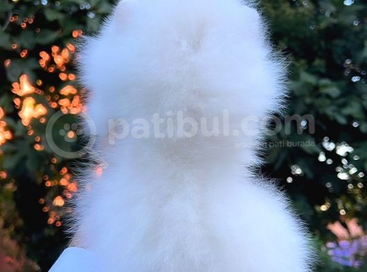Teddy Bear Pomeranian Boo görsel