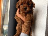 Karamelll.toypoodle ‘In Bebişleri