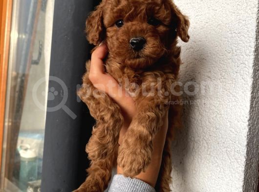 Karamelll.toypoodle ‘In Bebişleri görsel