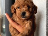 Karamelll.toypoodle ‘In Bebişleri