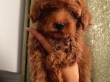 Ev Doğumlu Toypoodle Bebeklerimiz
