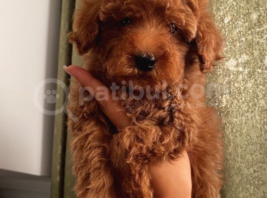 Ev Doğumlu Toypoodle Bebeklerimiz görsel