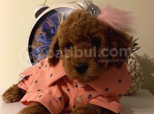 Sağlık Ve Irk Garantili Poodle Yavrularımız