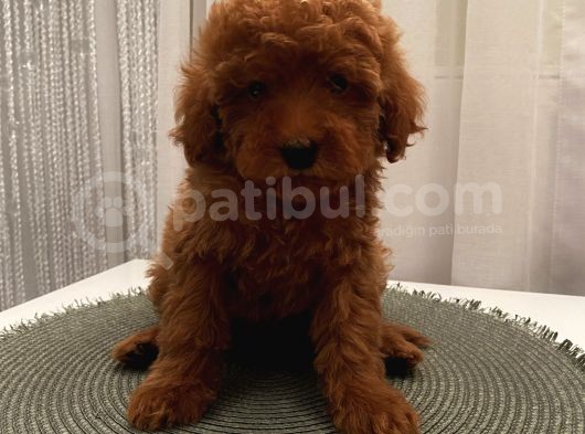 Ev Doğumlu Toypoodle Bebeklerimiz görsel