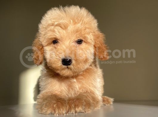 Aşılı Pasaportlu Toypoodle Bebekler görsel