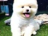 Ayi Surat Erkek Pomerani̇an