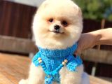 Kusursuz Karbeyaz Pomeranian Boo