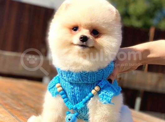 Kusursuz Karbeyaz Pomeranian Boo görsel