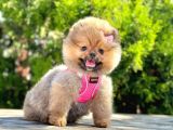 Safkan Pomeranian Boo Yavrularımız