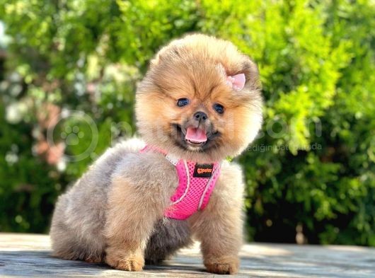 Safkan Pomeranian Boo Yavrularımız görsel