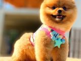 Pomerani̇an Boo Karbeyaz Erkek