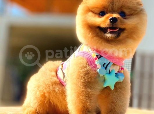 Pomerani̇an Boo Karbeyaz Erkek görsel