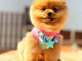 Pomerani̇an Boo Karbeyaz Erkek