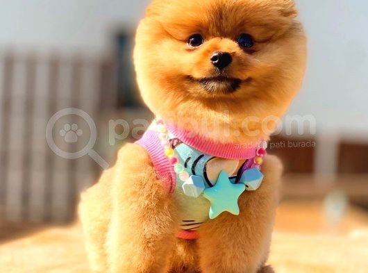 Pomerani̇an Boo Karbeyaz Erkek görsel