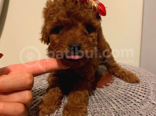 Karamelll.toypoodle ‘In Bebişleri görsel