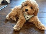 Malti̇poo Tüy Dökmez Kırmızı Şampanya Orjinal Safkan