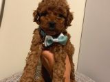 Sağlık Ve Irk Garantili Poodle Yavrularımız